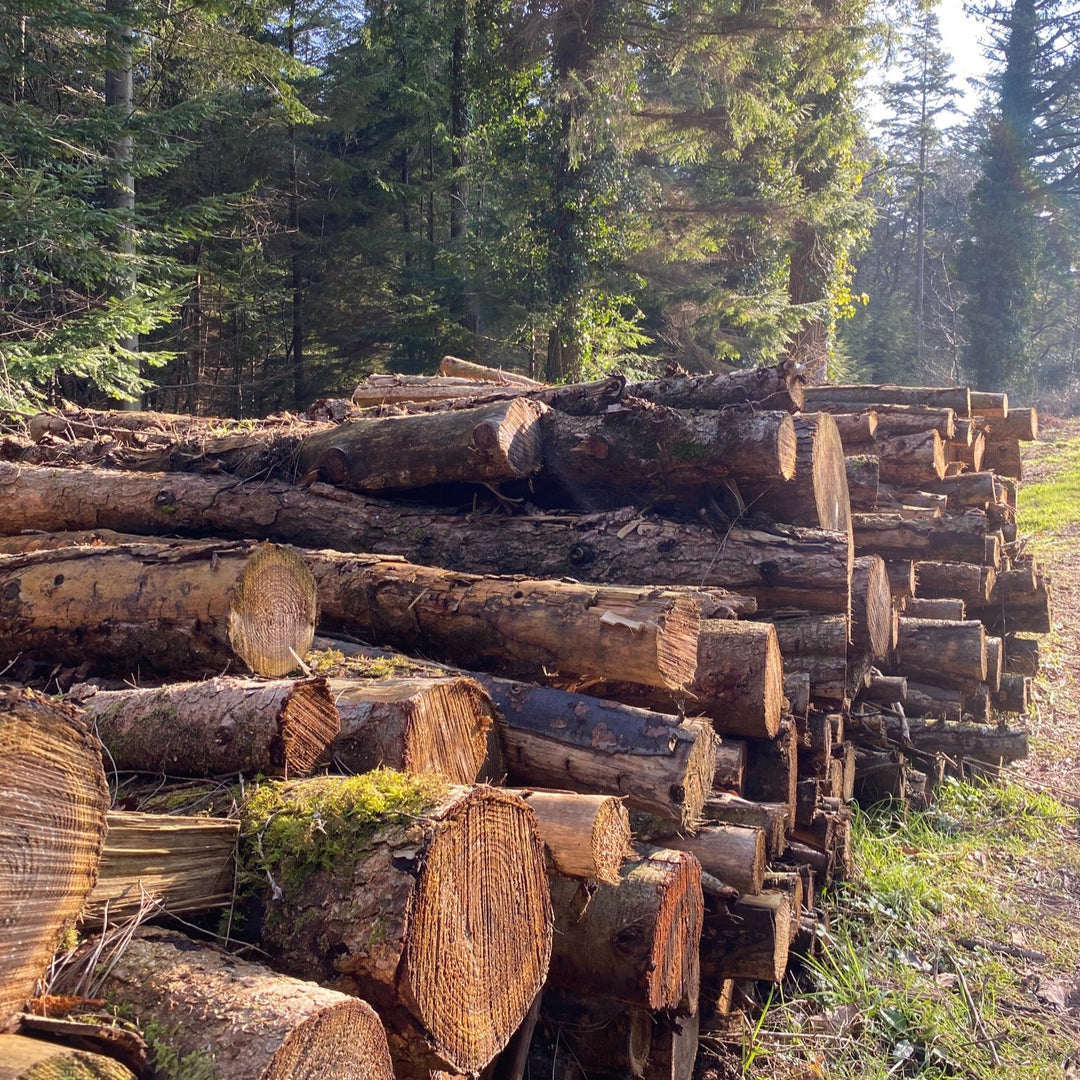 Sustainability in Business - The Role of Managed Forests