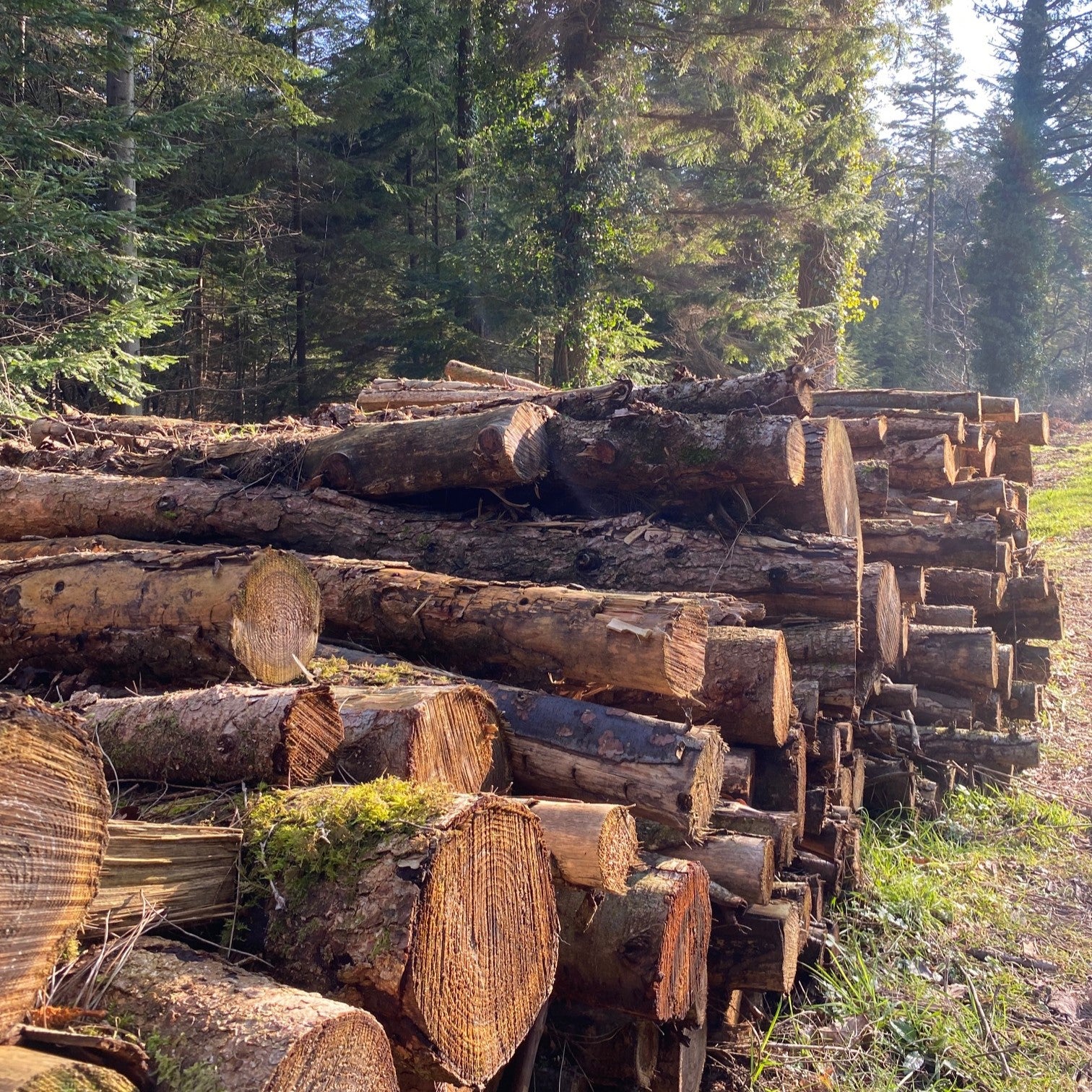Sustainability in Business - The Role of Managed Forests